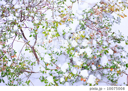降り積もる雪 10075008