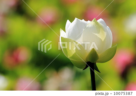 白い蓮の花 10075387