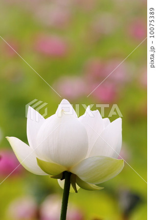 白い蓮の花 10075389