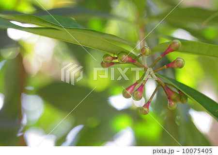 フトモモの花の蕾 10075405