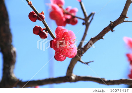紅梅 10075417