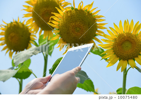 ヒマワリ　タブレット 10075480