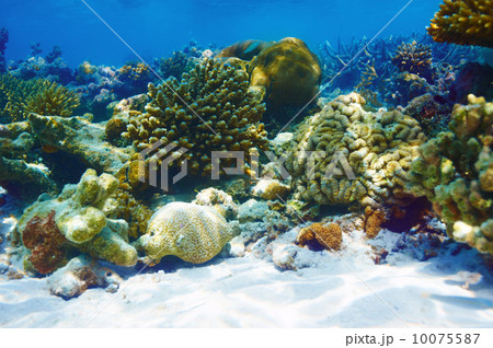 Coral reef at Maldives Coral reef at Maldives 10075587