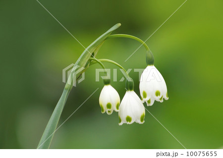 鈴蘭水仙 10075655