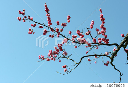 梅(紅梅) 梅(紅梅) 10076096