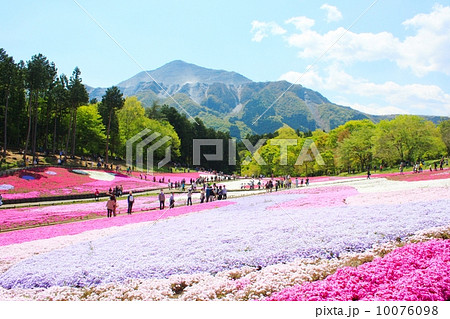 羊山公園（芝桜と武甲山） 10076098