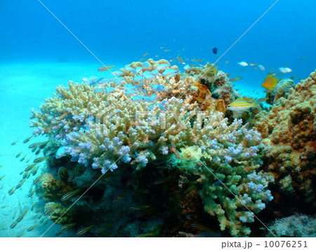 沖縄県 サンゴ ダイビング 慶良間諸島 国立公園 沖縄県 サンゴ ダイビング 慶良間諸島 国立公園 10076251