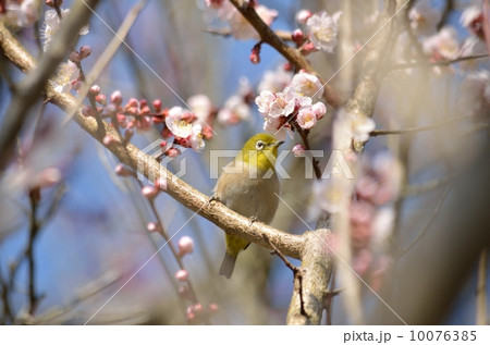梅と鳥 10076385