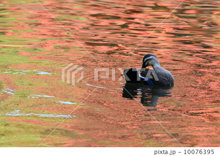 紅葉に映える水面を泳ぐカルガモ 紅葉に映える水面を泳ぐカルガモ 10076395