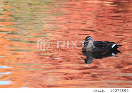 紅葉に映える水面を泳ぐカルガモ 10076396