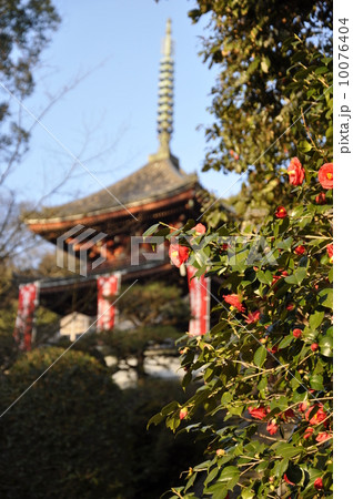 五重塔とぼたんの花 10076404