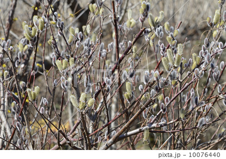 ネコヤナギ（猫柳） 10076440