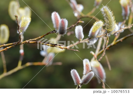 ネコヤナギ ネコヤナギ 10076553