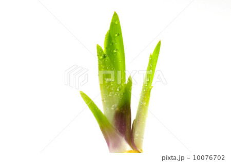 Springtime fresh iris sprout 10076702