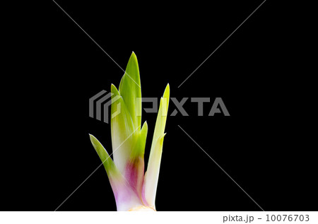 Iris sprout at black background 10076703