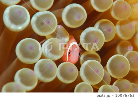 クマノミの幼魚 クマノミの幼魚 10076763