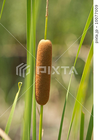 ヒメガマ 10077009