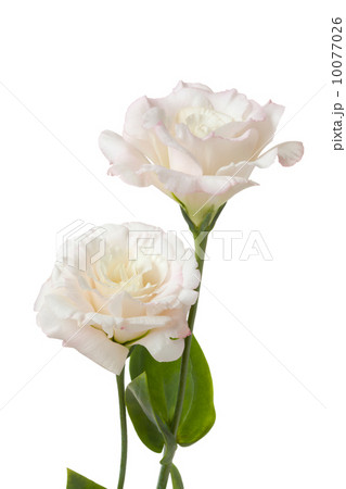 トルコキキョウ 10077026