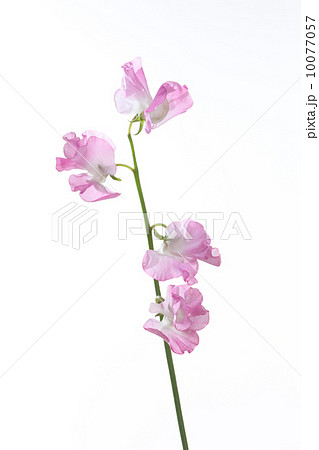 ピンクのスイトピー ピンクのスイトピー 10077057