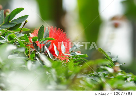 カリアンドラ 10077393