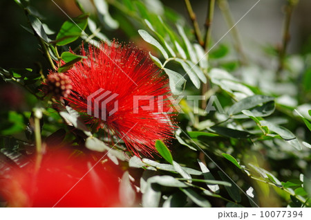 カリアンドラ 10077394