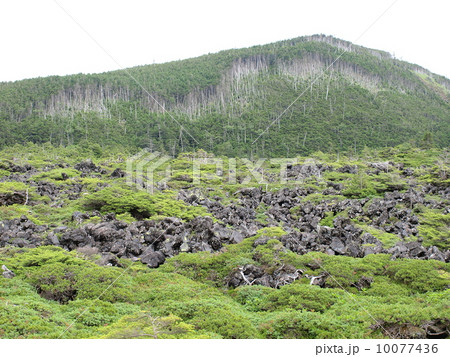 坪庭の縞枯山の縞枯現象 10077436