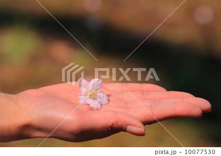手のひらの上の桜 10077530