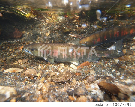サクラマス サクラマス 10077599