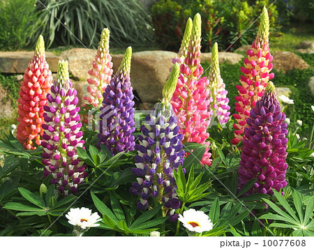 ルピナス 10077608