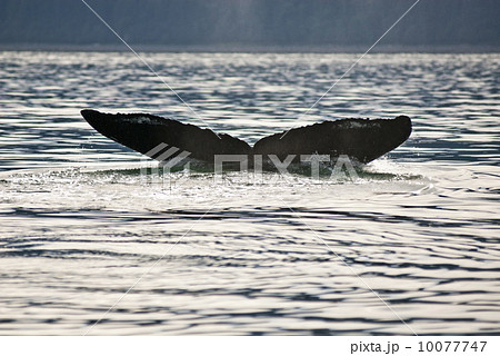 Humpback Whale Tail 10077747