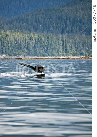 Humpback Whale Tail 10077749