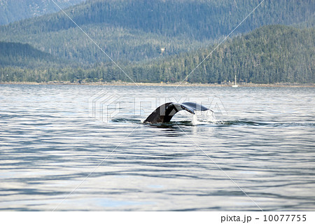 Humpback Whale Tail 10077755