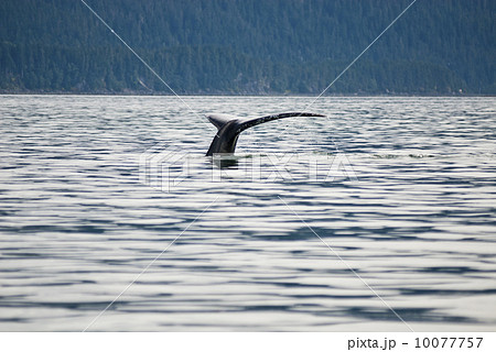 Humpback Whale Tail 10077757