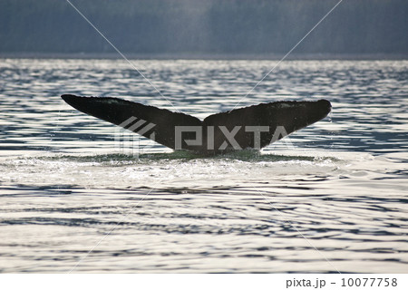 Humpback Whale Tail 10077758