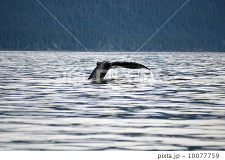 Humpback Whale Tail Humpback Whale Tail 10077759