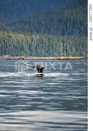 Humpback Whale Tail 10077760