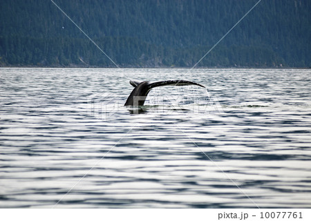Humpback Whale Tail 10077761