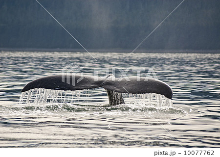 Humpback Whale Tail 10077762