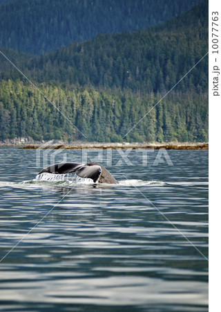 Humpback Whale Tail 10077763