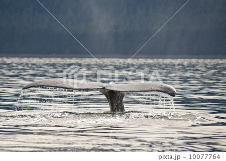 Humpback Whale Tail 10077764