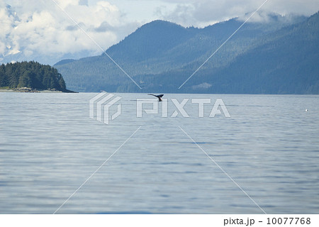 Humpback Whale Tail 10077768