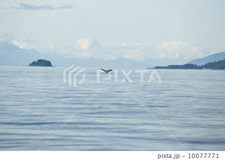 Humpback Whale Tail 10077771