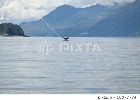 Humpback Whale Tail 10077774