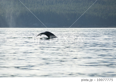 Humpback Whale Tail 10077775