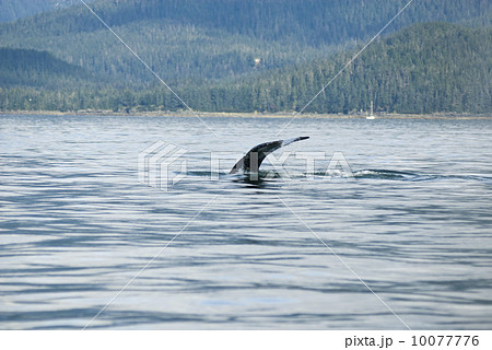 Humpback Whale Tail 10077776