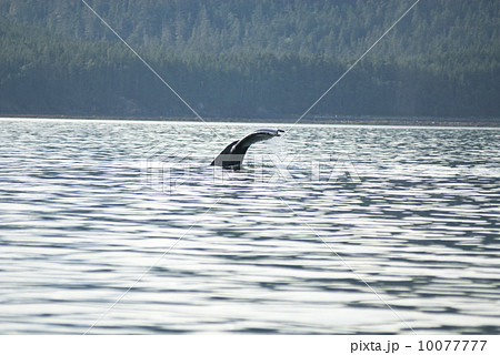 Humpback Whale Tail 10077777