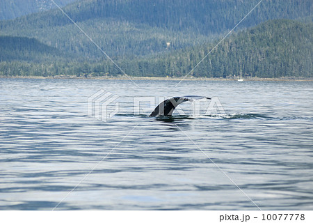Humpback Whale Tail 10077778