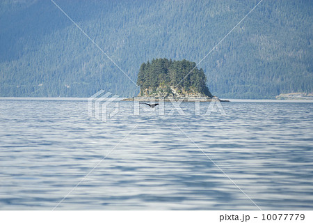 Humpback Whale Tail 10077779