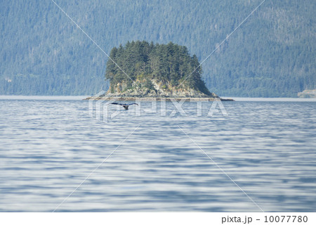 Humpback Whale Tail 10077780