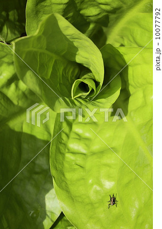 バッタが遊ぶ水芭蕉の若葉に初夏の日差しがさす バッタが遊ぶ水芭蕉の若葉に初夏の日差しがさす 10077792